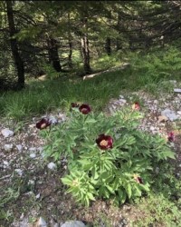 Paeonia parnassica  1